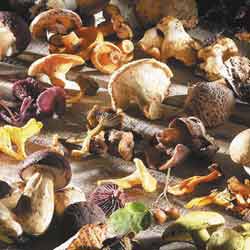 champignon
