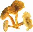 Chanterelle jaune