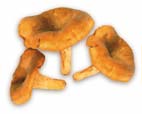 Girolle