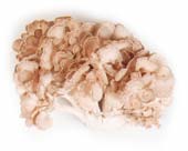 Maitake