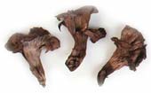 Trompettes